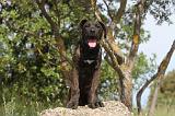 CANE CORSO 030